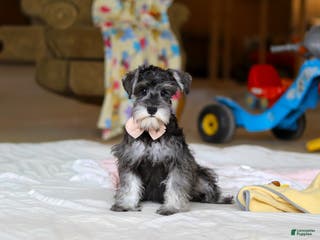 Miniature Schnauzer dogs Charity - Ad 5