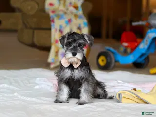 Miniature Schnauzer dogs Charity - Ad 5