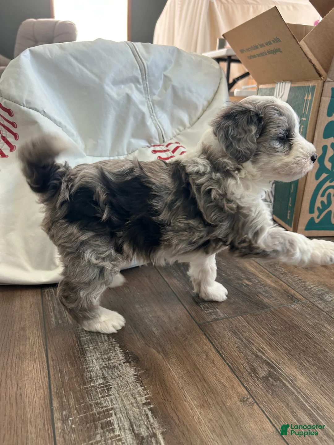 Mixed Breed dogs for sale: Ricky - Ad 6