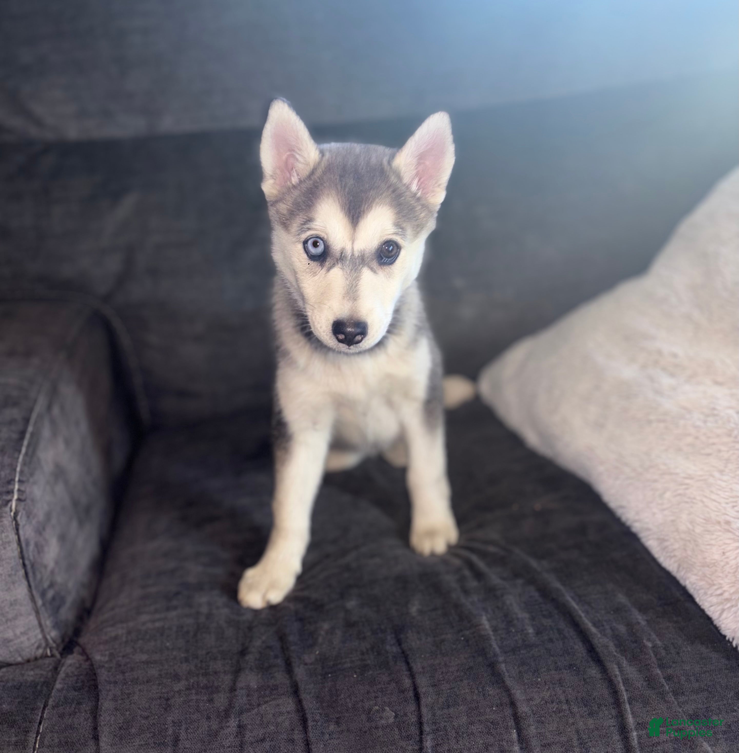 Pomsky dogs Sophie - Ad 4