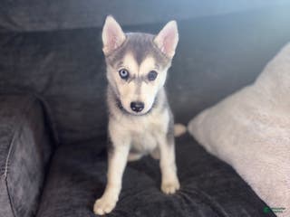 Pomsky dogs Sophie - Ad 40