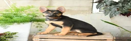 German Shepherd dogs for sale: Noelle - Ad 9