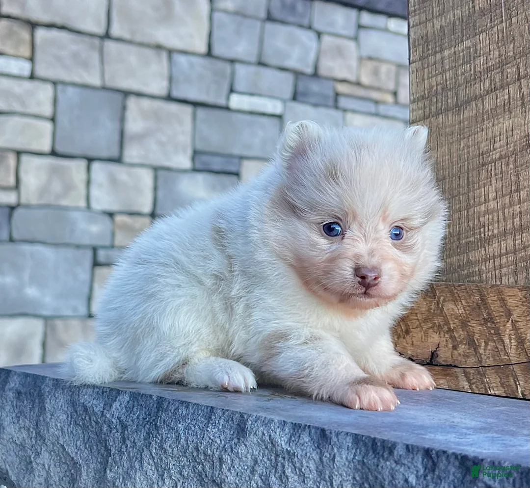 Pomeranian dogs for sale: Smarty Lavender Merle - Ad 8