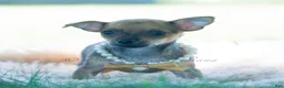 Chihuahua dogs for sale: Jupiter - Ad 10