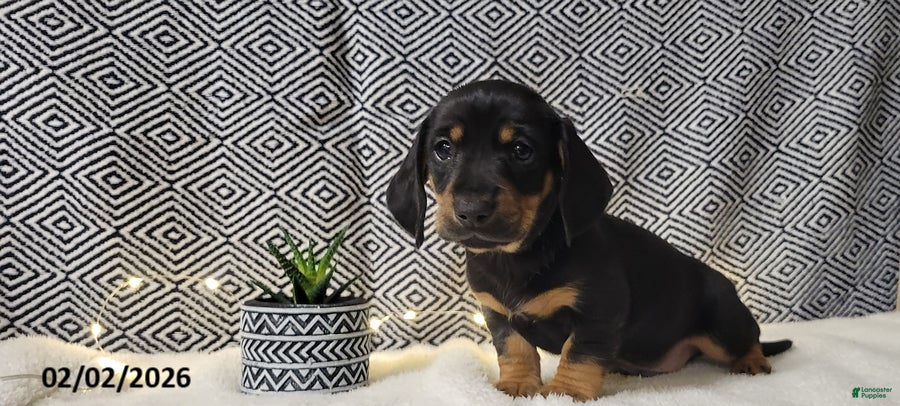 Miniature Dachshund dogs Jake - Ad 5