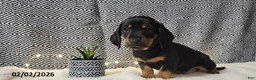 Miniature Dachshund dogs for sale: Jake - Ad 1
