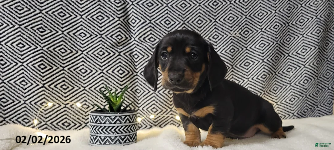 Miniature Dachshund dogs for sale: Jake - Ad 1