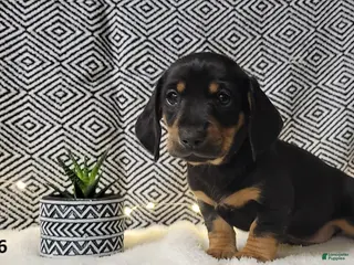 Miniature Dachshund dogs Jake - Ad 5