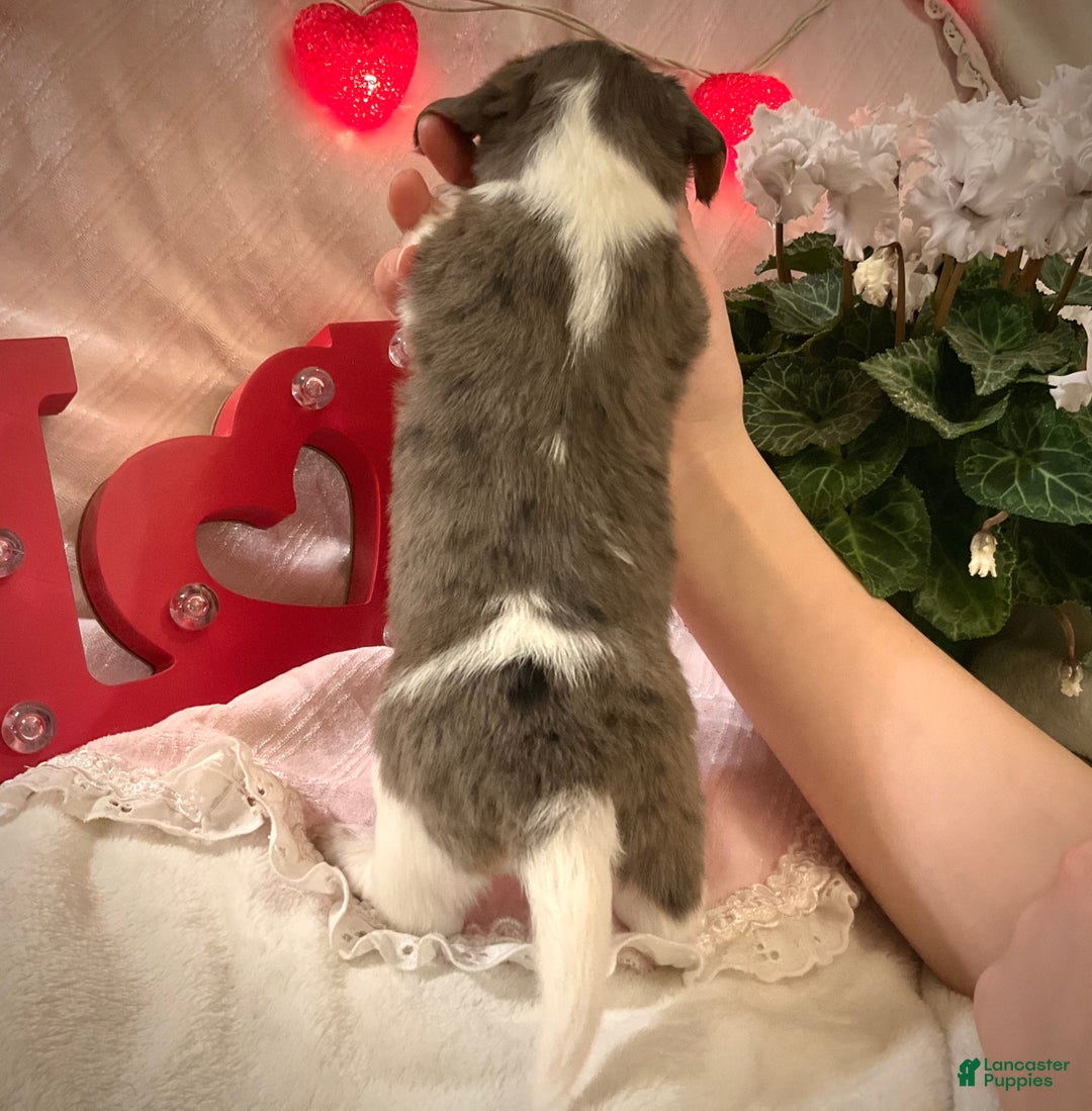 Miniature Dachshund dogs for sale: Lindsie - Ad 3