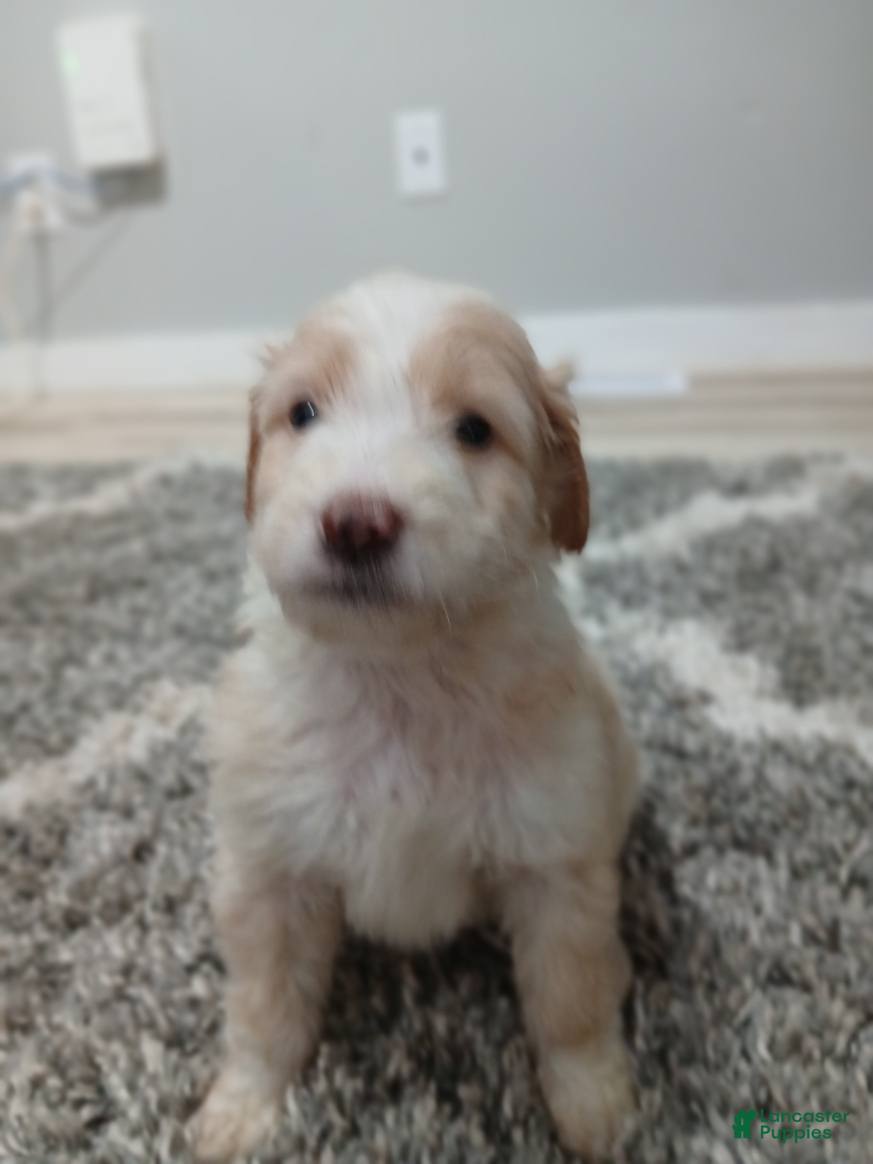 Mixed Breed dogs Rigby  - Ad 23