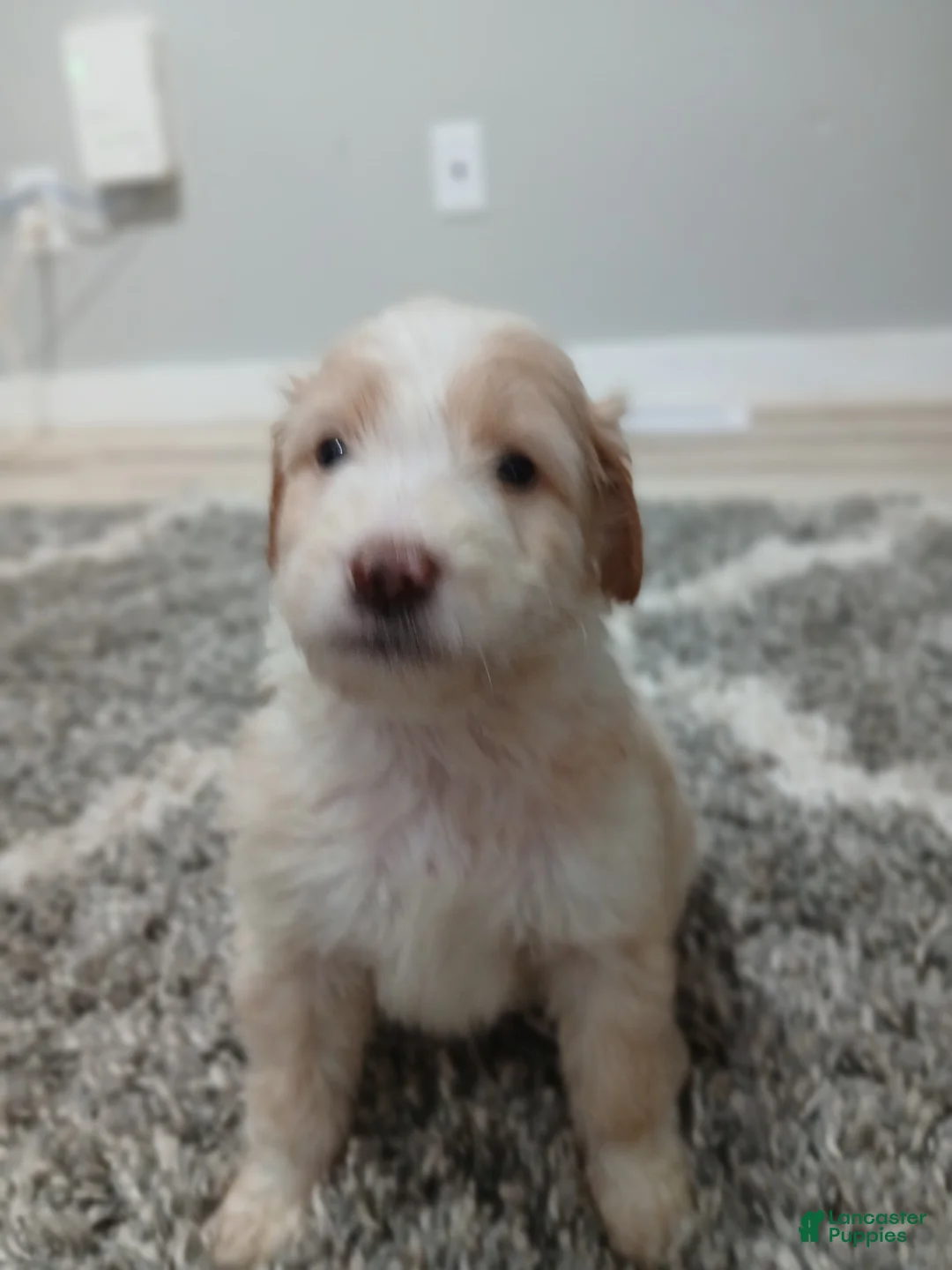 Mixed Breed dogs for sale: Rigby  - Ad 1