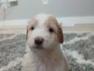 Mixed Breed dogs Rigby - Ad 23