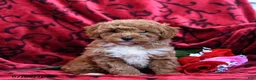 Toy Poodle dogs for sale: Sweetheart - Ad 1