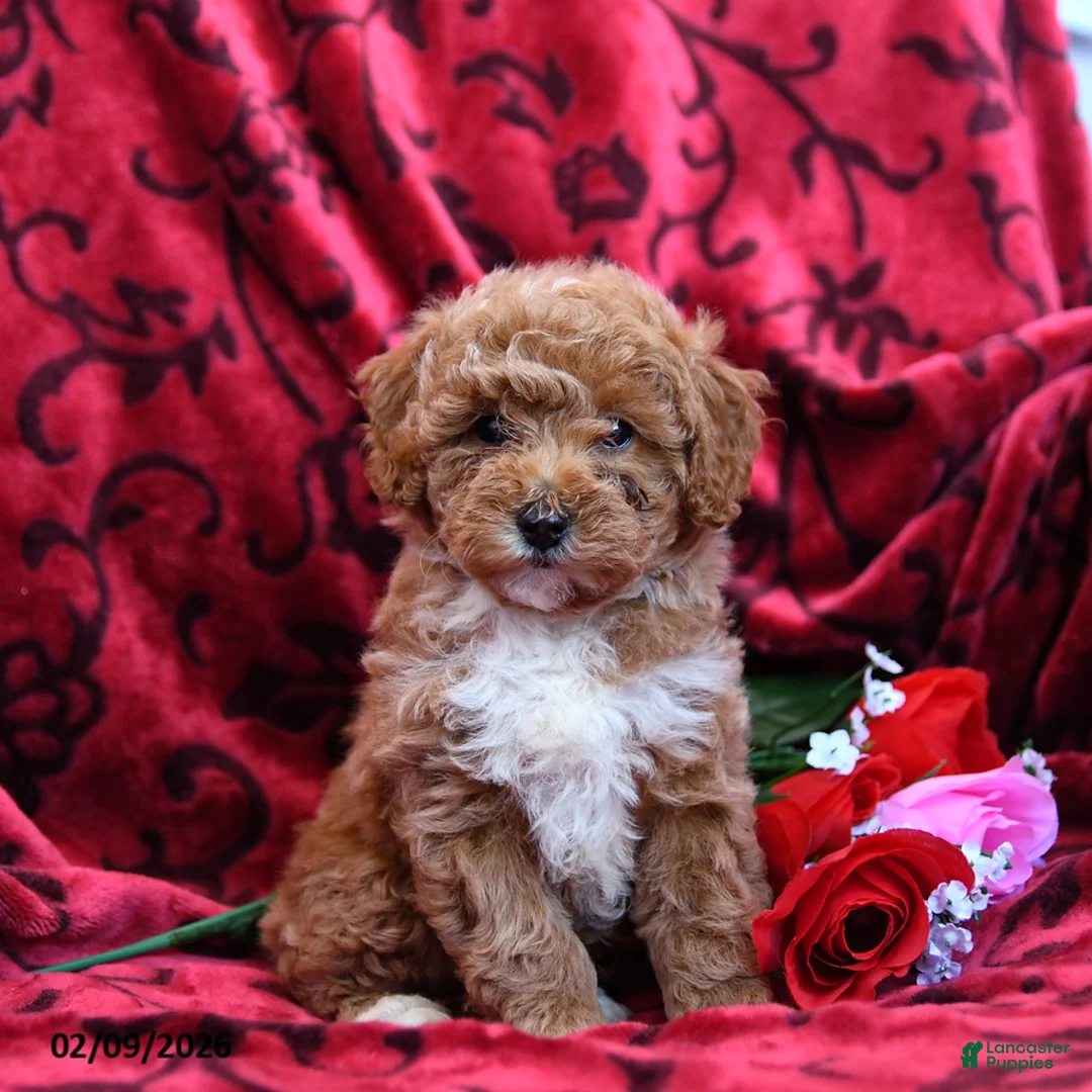 Toy Poodle dogs for sale: Sweetheart - Ad 1