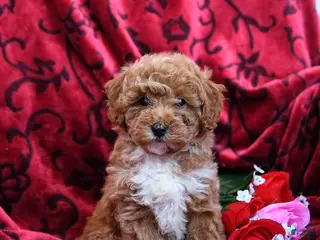 Toy Poodle dogs Sweetheart - Ad 24