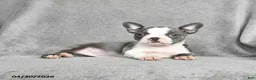 Boston Terrier dogs for sale: Teresa - Ad 5