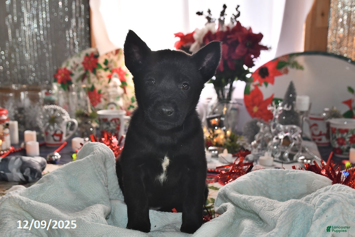 Belgian Malinois dogs Zeus - Ad 14