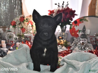 Belgian Malinois dogs Zeus - Ad 19