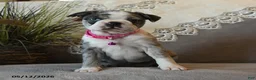 Boston Terrier dogs for sale: Paisley - Ad 5