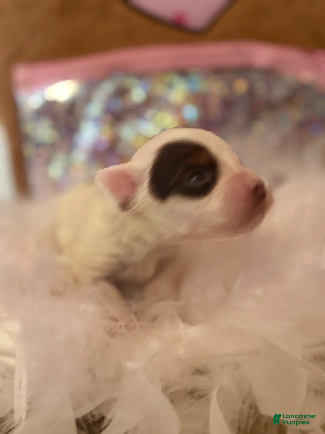 Yorkshire Terrier dogs for sale: Yorkshire Terrier Puppy 3 - Ad 1