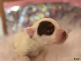 Yorkshire Terrier dogs Yorkshire Terrier Puppy 3 - Ad 23