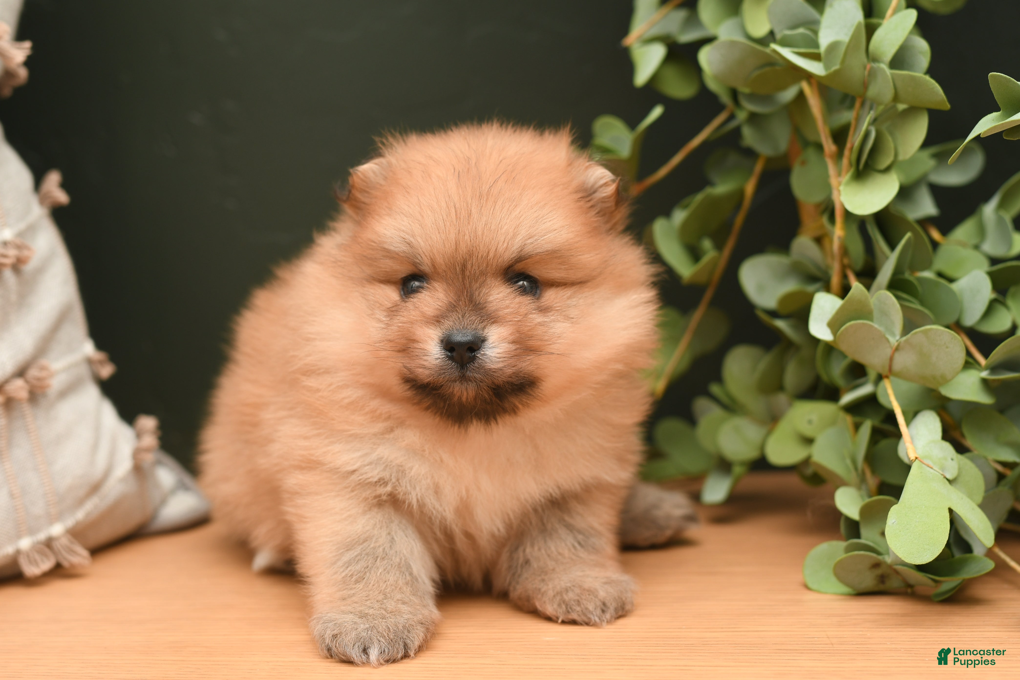 Pomeranian dogs Leo - Ad 1