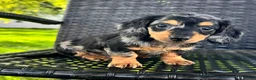 Dachshund dogs for sale: Duke - Ad 4