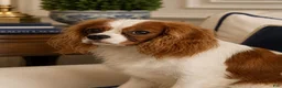 Cavalier King Charles Spaniel dogs for sale: Brittany  - Ad 2