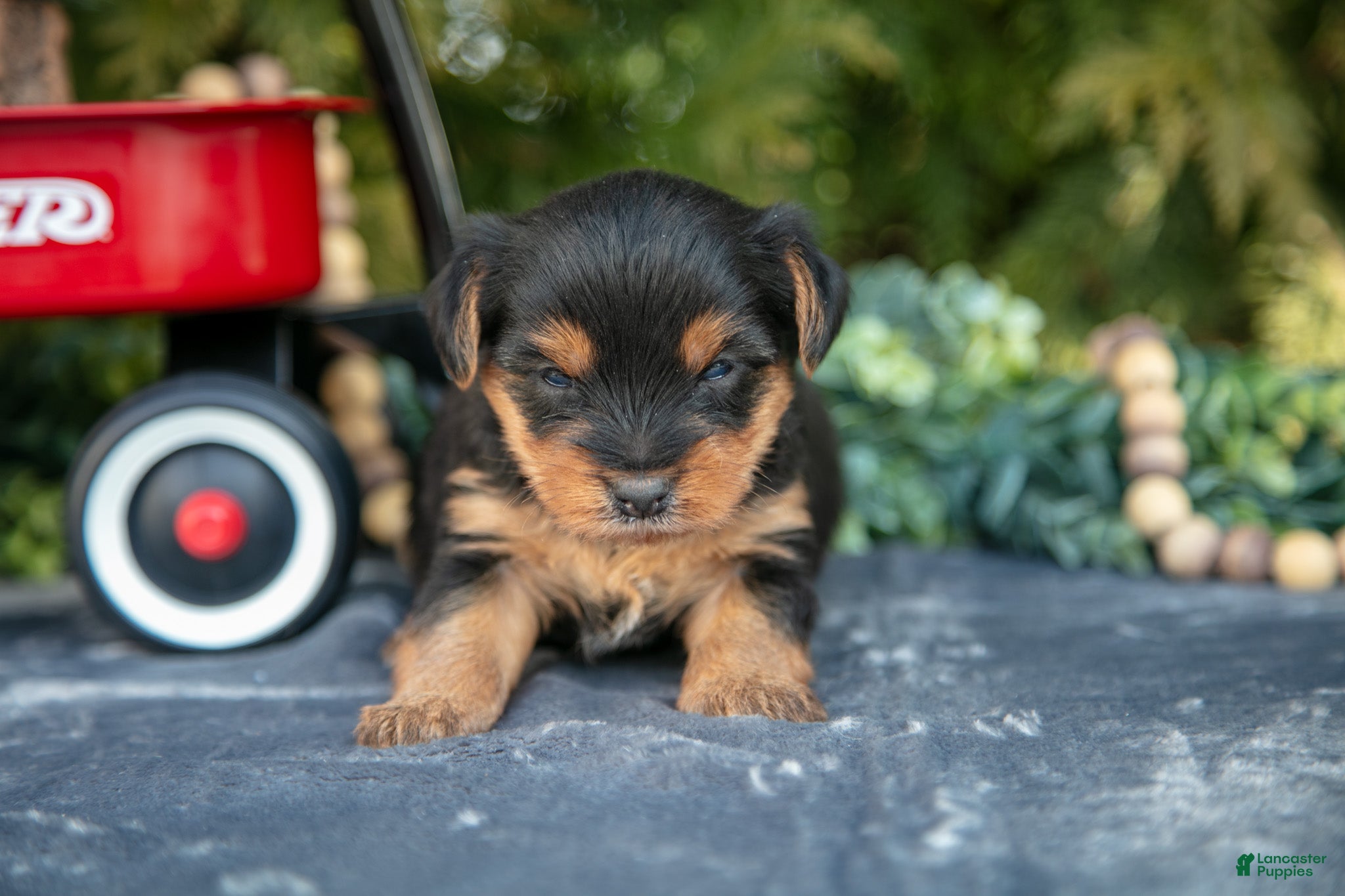 Yorkshire Terrier dogs Tyler - Ad 2