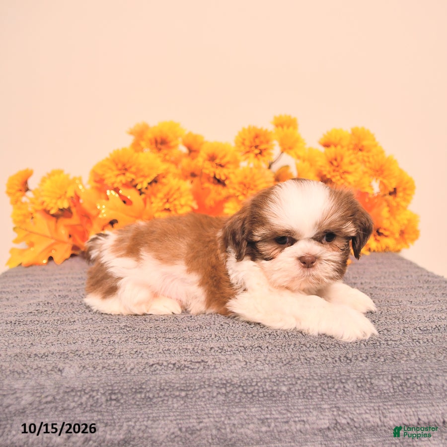Shih Tzu dogs Leo - Ad 2