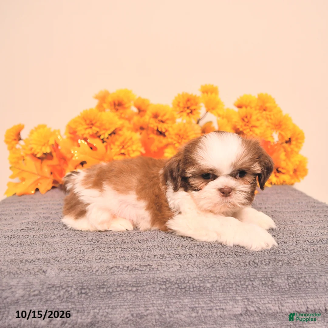 Shih Tzu dogs for sale: Leo - Ad 2