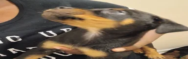 Rottweiler 6