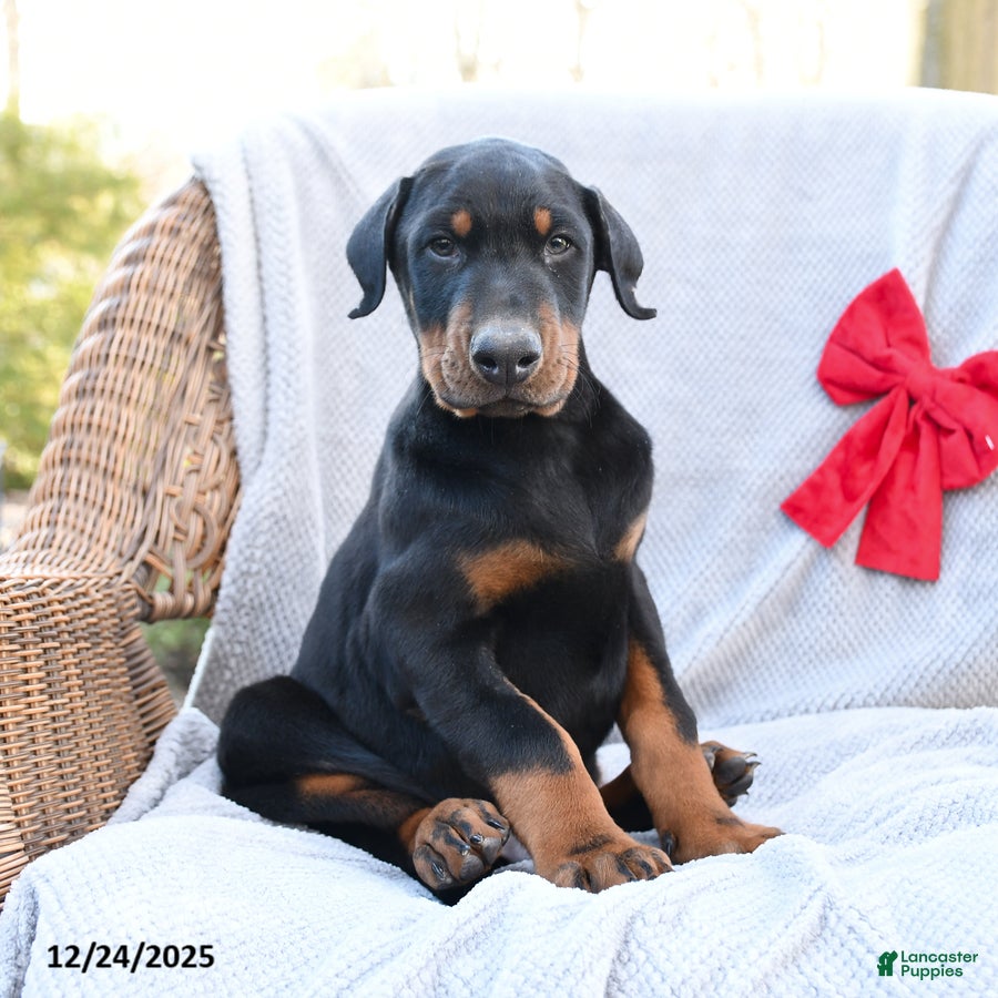 Doberman Pinscher dogs Rock - Ad 38