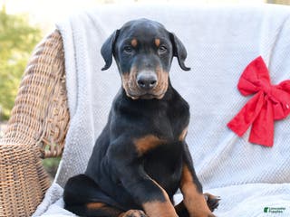 Doberman Pinscher dogs Rock - Ad 4