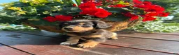 Miniature Dachshund dogs for sale: Duncan - Ad 2