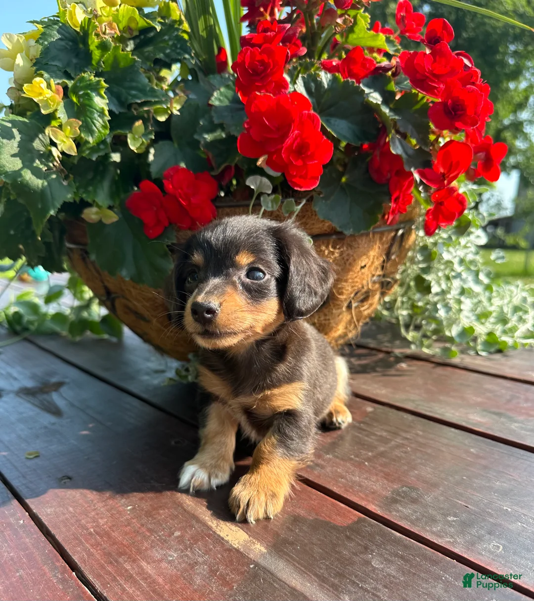 Miniature Dachshund dogs for sale: Duncan - Ad 2