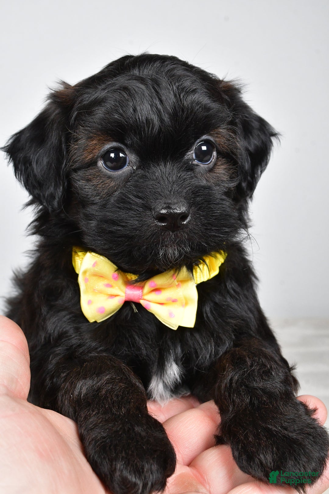 Shihpoo dogs for sale: Ike  - Ad 11