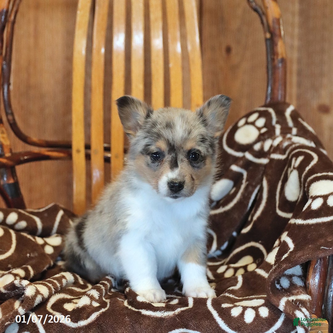Mixed Breed dogs for sale: Abby - Ad 3