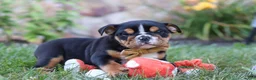 Beabull dogs for sale: Rockstar - Ad 4