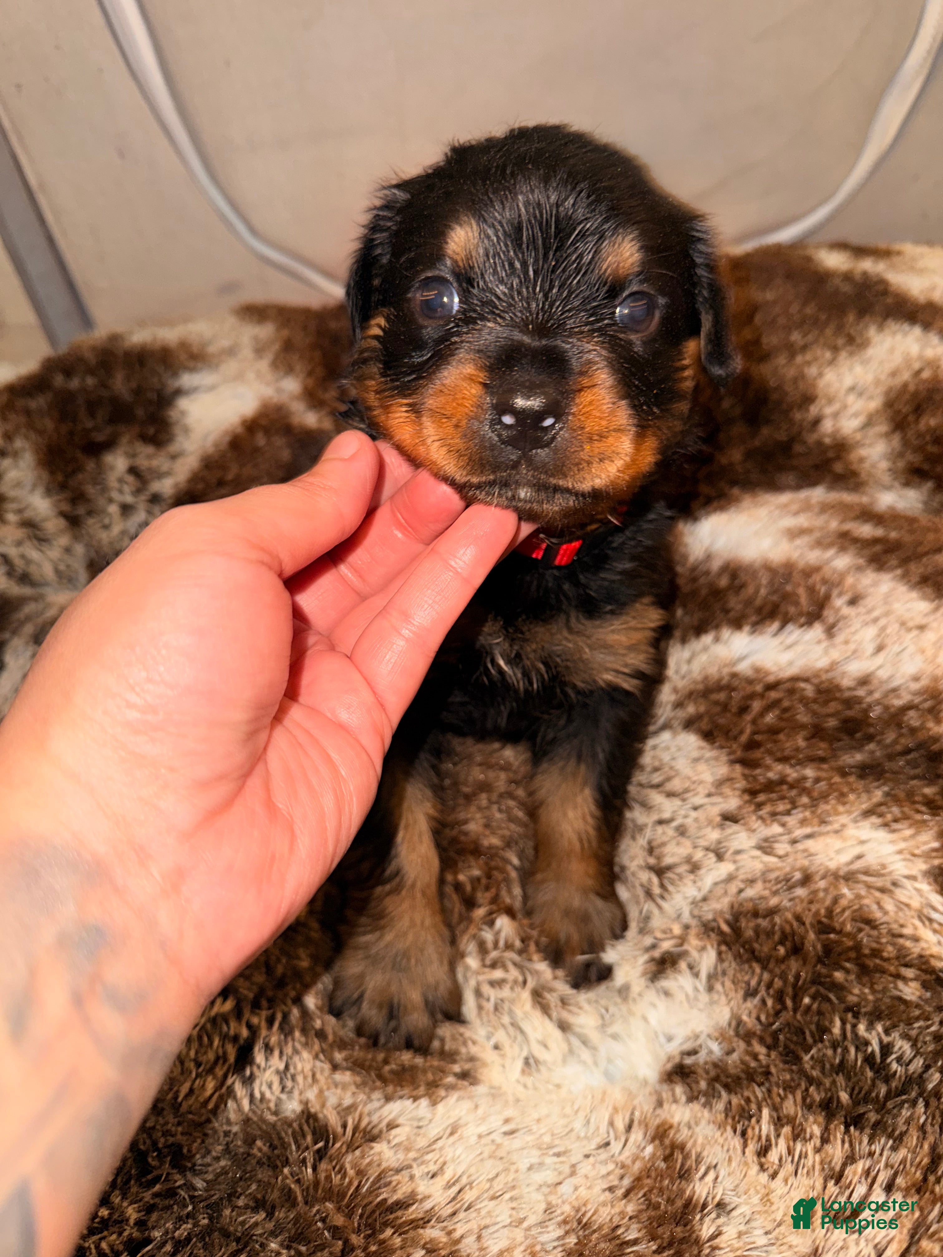 Rottweiler dogs Coco - Ad 26