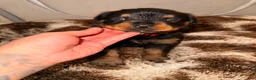 Rottweiler dogs for sale: Coco - Ad 3