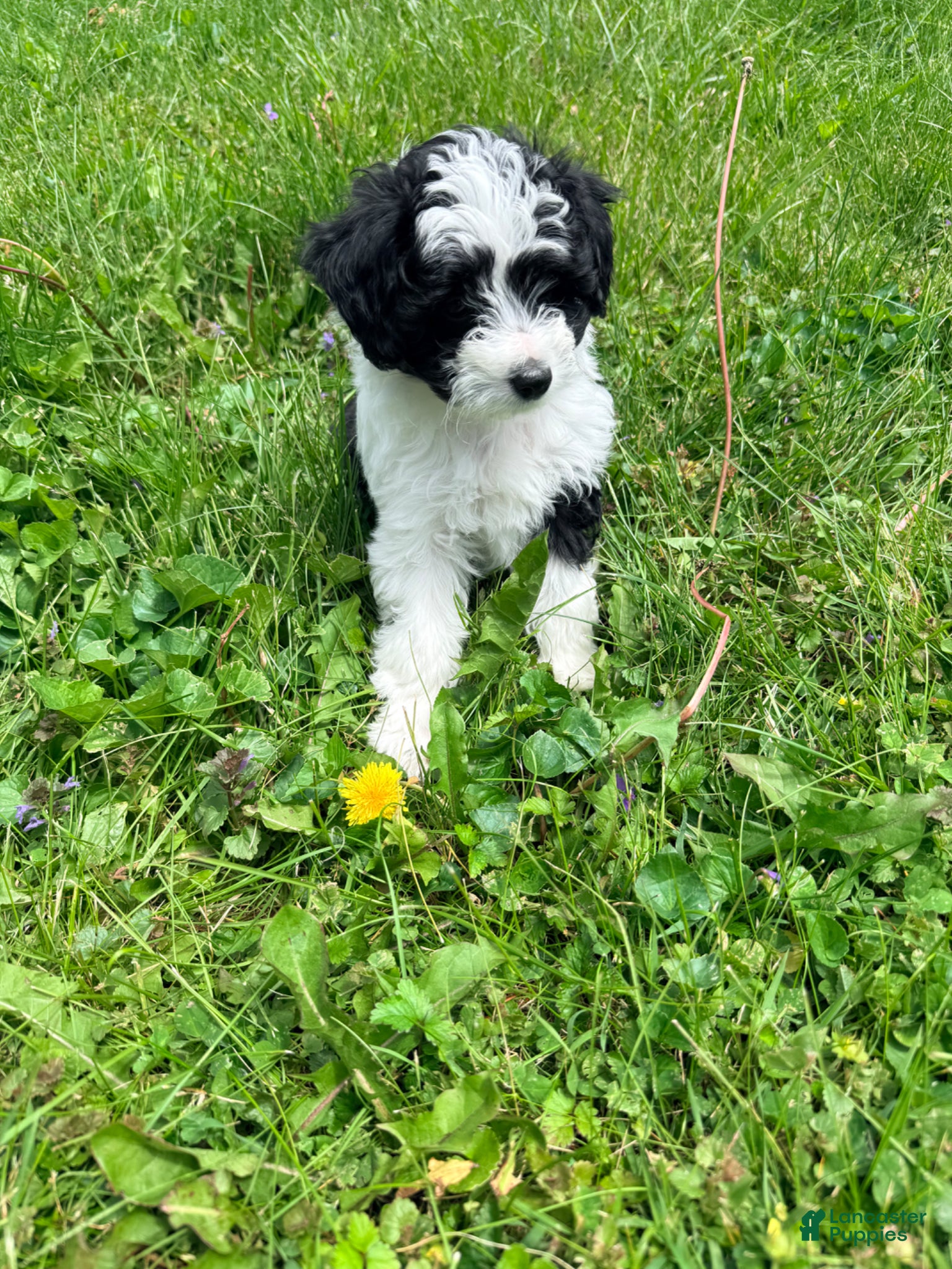 Mini Aussiedoodle dogs Sosa - Ad 1