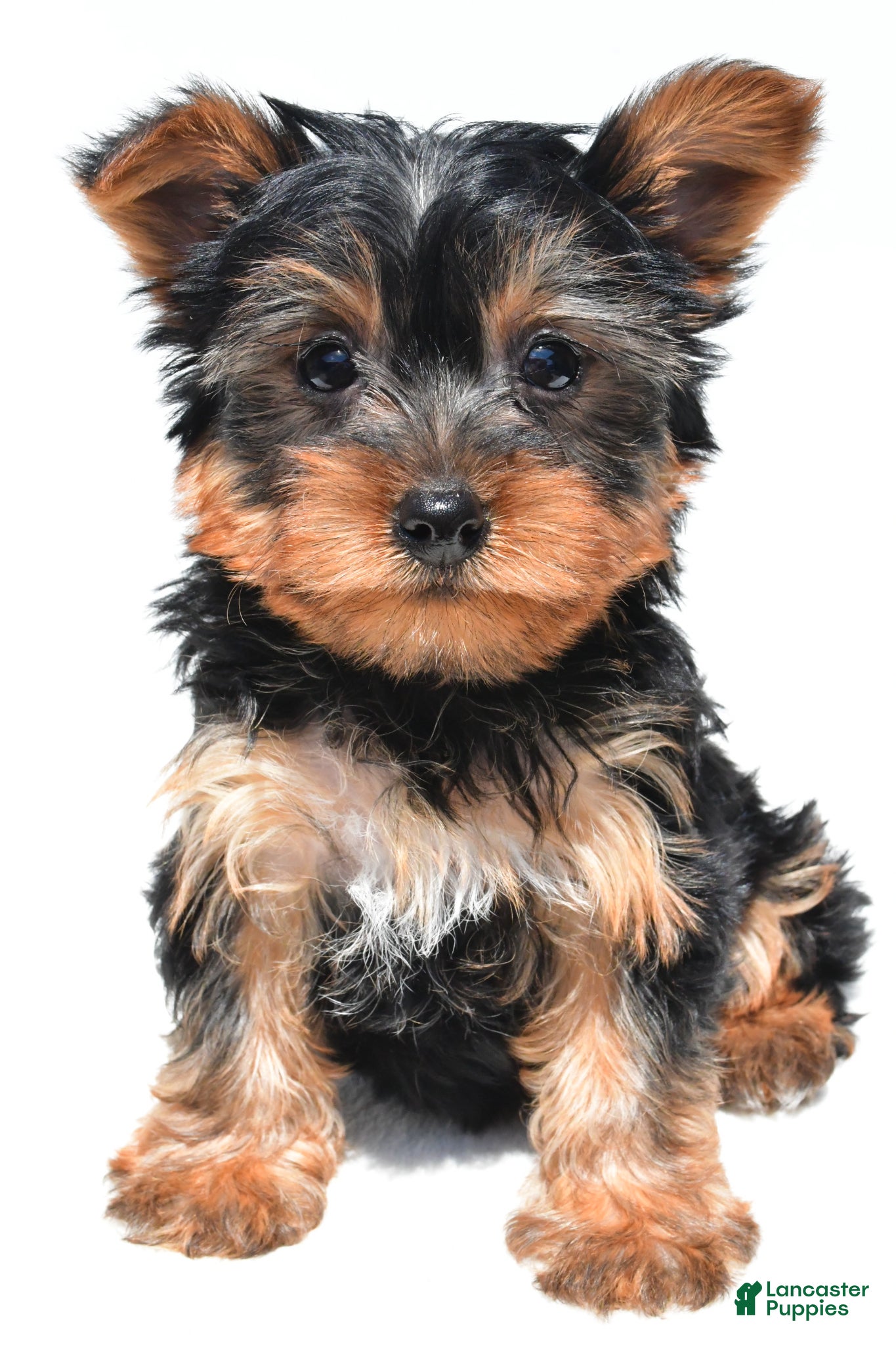 Yorkshire Terrier dogs Jet - Ad 1