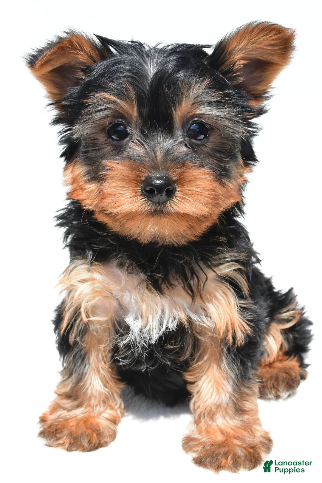 Yorkshire Terrier dogs for sale: Jet - Ad 1