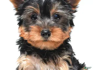 Yorkshire Terrier dogs for sale: Jet - Ad 3