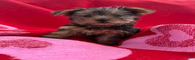 Yorkshire Terrier Puppy 4