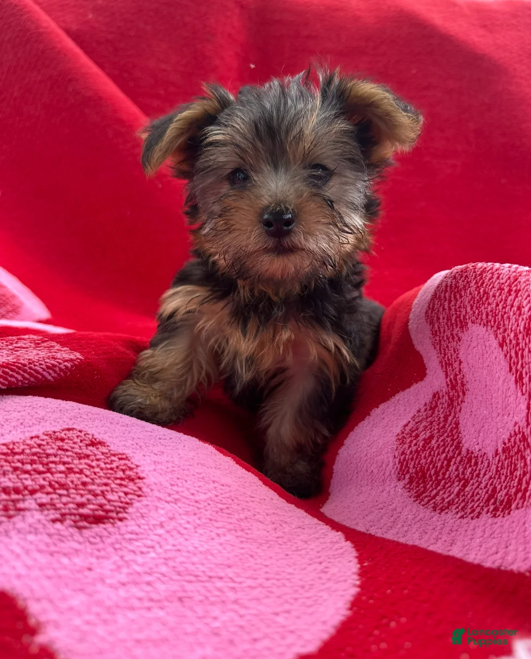 Yorkshire Terrier dogs for sale: Yorkshire Terrier Puppy 4 - Ad 1