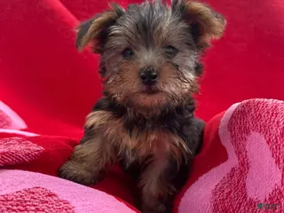 Yorkshire Terrier dogs Yorkshire Terrier Puppy 4 - Ad 13