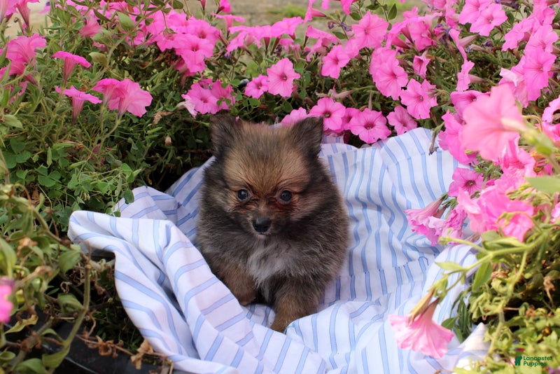 Pomeranian dogs Conie - Ad 1
