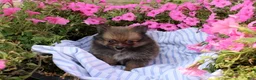 Pomeranian dogs for sale: Conie - Ad 1